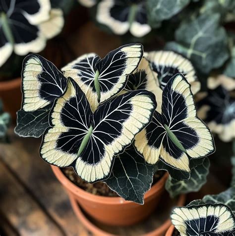 Moon Butterfly .